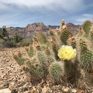 Meet your Posher, Nikki V.